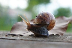 地面爬行的蜗牛图片